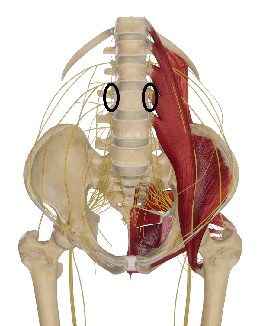 Image showing the lumbar sympathetic chain and where it is interrupted