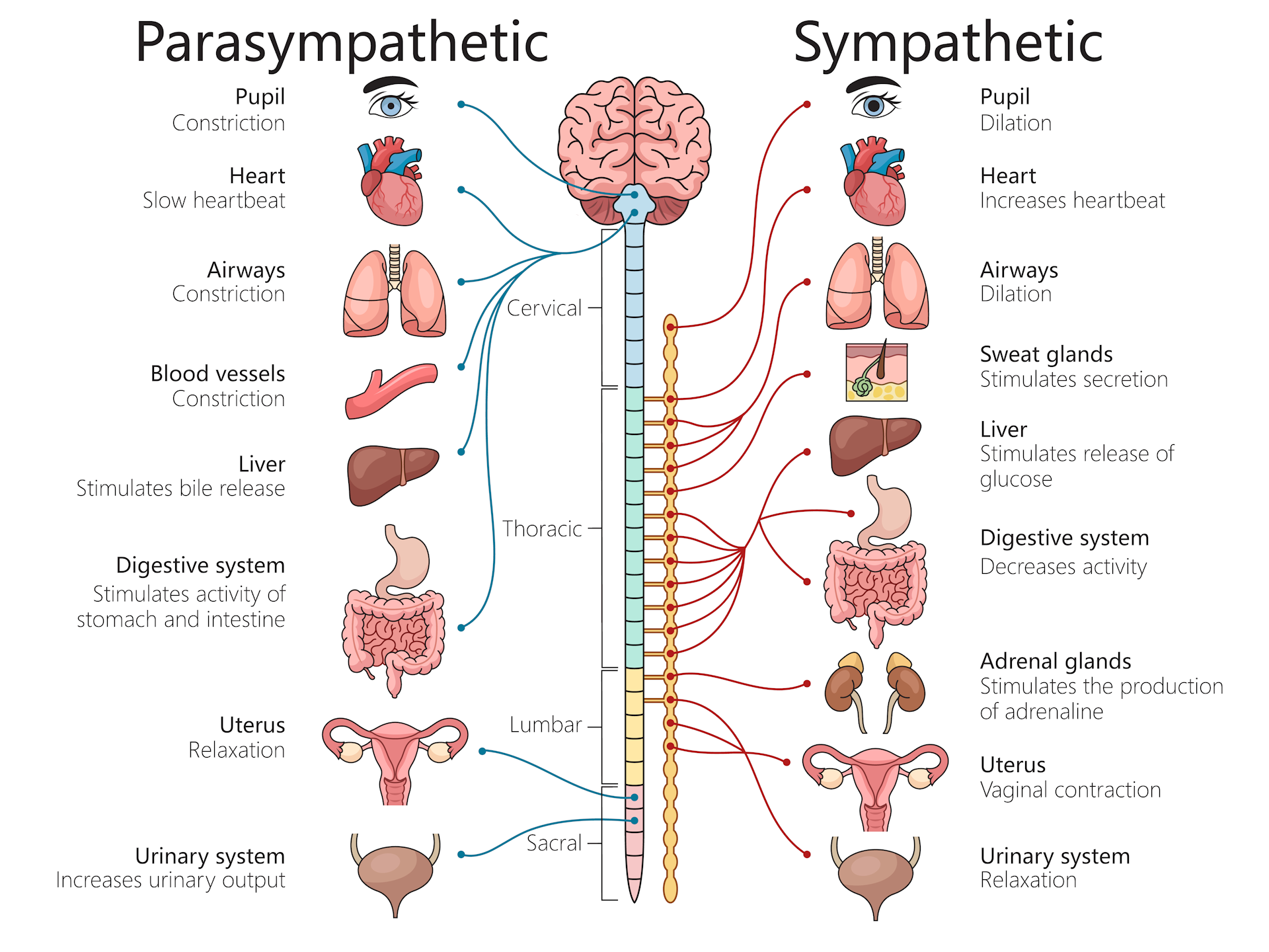 Image showing the sympathetic and parasympathetic nerves in the body